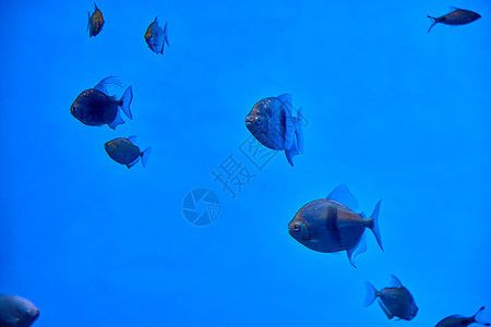 水族館里面有什么魚(yú)加圖片介紹（水族館中常見(jiàn)的幾種魚(yú)類及其圖片） 水族館里面有什么魚(yú)加圖片介紹（水族館中常見(jiàn)的幾種魚(yú)類及其圖片） 水族館百科（水族館加盟） 第3張