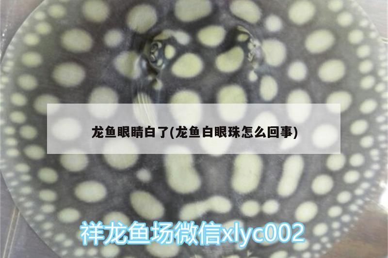 龍魚眼睛白了(龍魚白眼珠怎么回事)