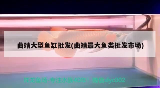 龍魚吃啥長尾巴快vs祥龍魚場：彩虹雷龍魚吃什么發(fā)色好)彩虹雷龍魚吃什么發(fā)色好
