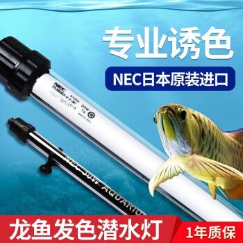 銀龍魚眼睛上有個白色的泡(銀龍魚眼睛上有個白色的泡泡是什么)