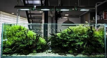 蘭州魚缸定做定制,蘭州魚缸定做哪家口碑好 魚缸百科 第3張 蘭州魚缸定做定制,蘭州魚缸定做哪家口碑好 蘭州魚缸定做定制,蘭州魚缸定做哪家口碑好 魚缸百科 第3張