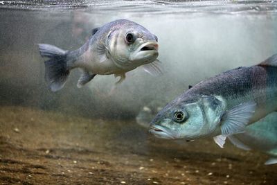 舟山龍魚是什么魚種的一種魚：舟山龍魚，水中珍品，龍魚家族的璀璨明珠