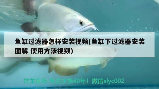 魚缸過濾器怎樣安裝視頻(魚缸下過濾器安裝圖解使用方法視頻)