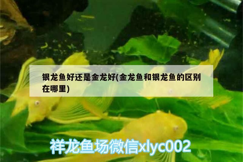 銀龍魚好還是金龍好(金龍魚和銀龍魚的區別在哪里)