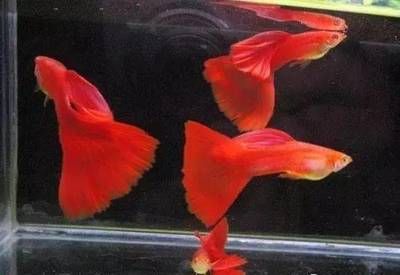 紅龍魚一般多少錢一只？全面解析價格因素與選購指南，紅龍魚價格解析，多少錢一只及選購指南