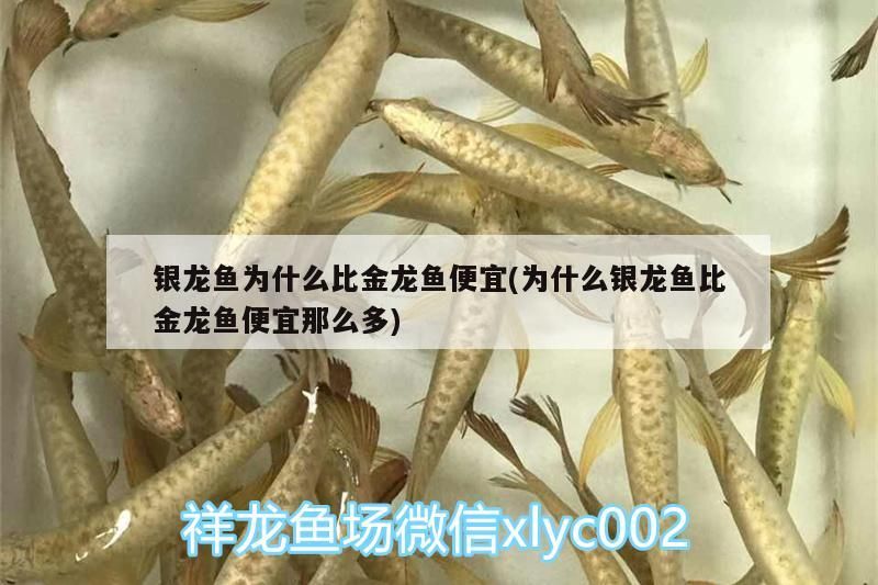 銀龍魚為什么比金龍魚便宜(為什么銀龍魚比金龍魚便宜那么多)