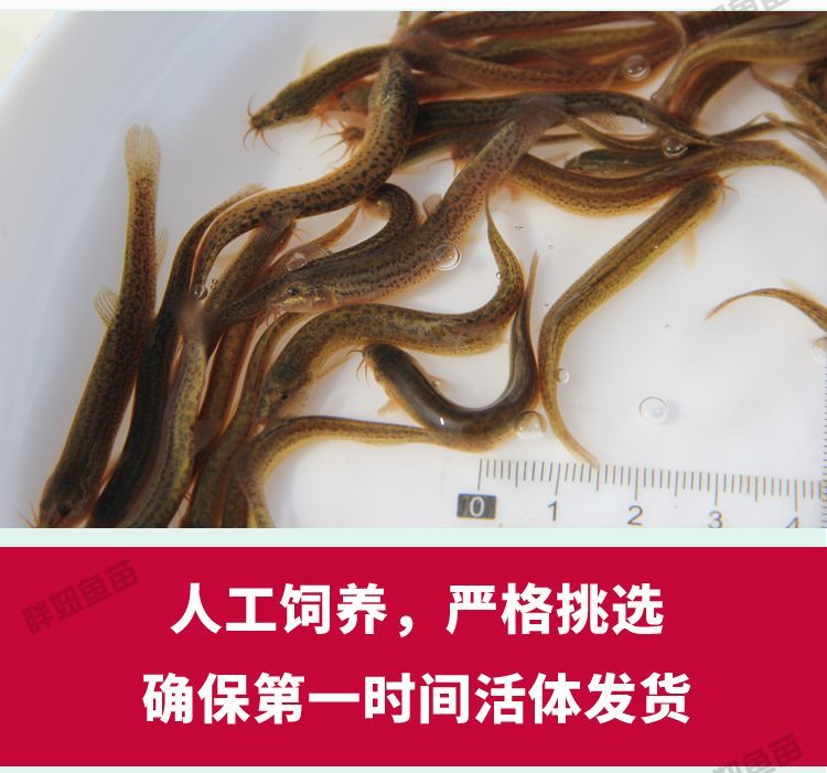 10cm的虎魚可以吃泥鰍嗎：10cm的虎魚可以吃泥鰍嗎，