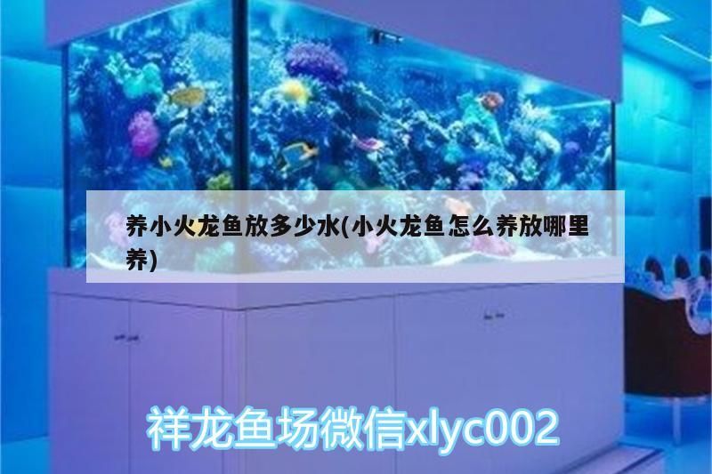養(yǎng)小火龍魚放多少水(小火龍魚怎么養(yǎng)放哪里養(yǎng))