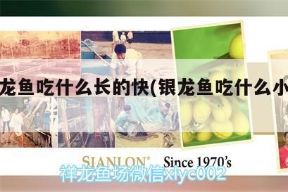 小銀龍魚吃什么長的快(銀龍魚吃什么小魚好)