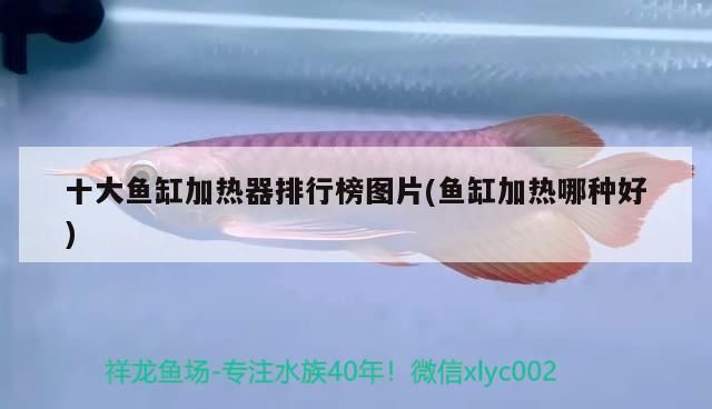 十大魚缸加熱器排行榜圖片(魚缸加熱哪種好)