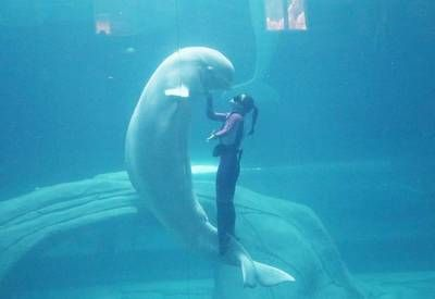 水族館主要經營什么類目（水族館主要經營哪些海洋生物）