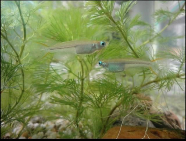 23種常見魚類寄生蟲高清圖譜解析，23種常見魚類寄生蟲高清圖譜及防治指南