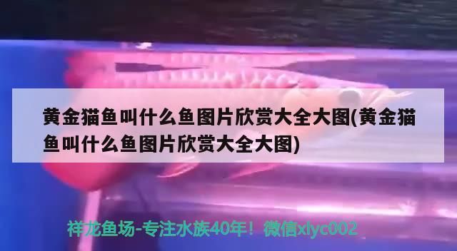 黃金貓魚叫什么魚圖片欣賞大全大圖(黃金貓魚叫什么魚圖片欣賞大全大圖)