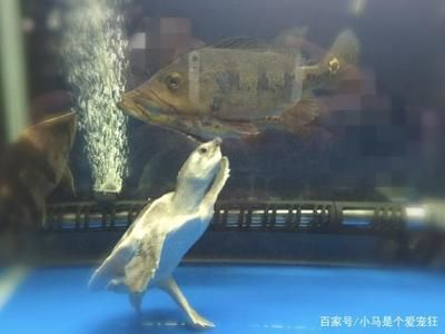 豬鼻龜人工養(yǎng)殖:豬鼻龜人工養(yǎng)殖技術(shù) 豬鼻龜百科 第5張 豬鼻龜人工養(yǎng)殖:豬鼻龜人工養(yǎng)殖技術(shù) 豬鼻龜人工養(yǎng)殖:豬鼻龜人工養(yǎng)殖技術(shù) 豬鼻龜百科 第5張