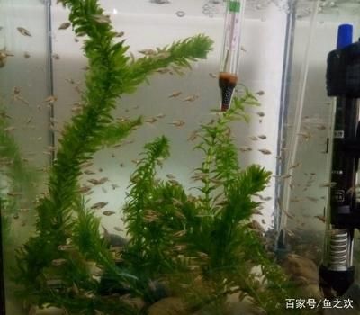 紅龍魚與金龍魚混養，幾條最合適？紅龍魚與金龍魚混養的最佳數量建議 紅龍魚與金龍魚混養，幾條最合適？紅龍魚與金龍魚混養的最佳數量建議 龍魚百科 第2張