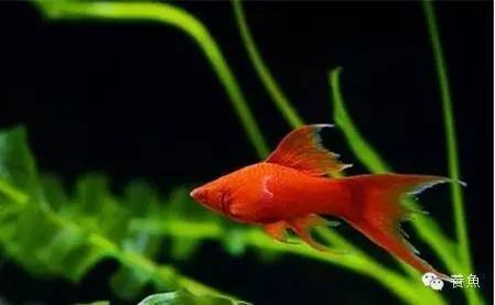 紅龍魚多少錢一條？揭秘價格因素與選購指南，紅龍魚價格解析，影響因素與選購技巧全指南