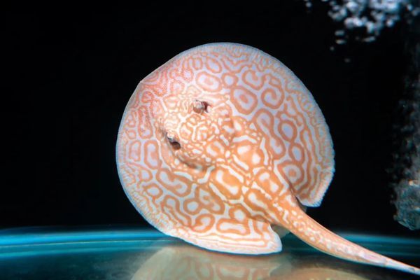 2024年龍魚檢疫標準，全面解析與行業實踐指南，2024年龍魚檢疫標準詳解與行業實踐指南