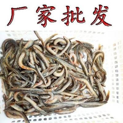 魟魚吃什么魚食最經濟實惠：魟魚吃什么魚食經濟實惠