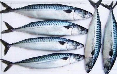 紅龍魚混養指南，最佳搭配魚種與飼養技巧，紅龍魚混養攻略，最佳搭配魚種與飼養技巧全解析