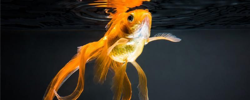金魚受傷是因為什么受傷了怎么處理 金魚受傷是因為什么受傷了怎么處理 豬鼻龜百科 第1張