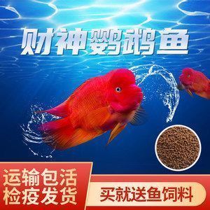 紅龍魚財神鸚鵡魚混養視頻，紅龍魚和財神鸚鵡魚可以混養嗎