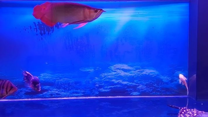 紅龍魚財神鸚鵡魚混養視頻，紅龍魚和財神鸚鵡魚可以混養嗎