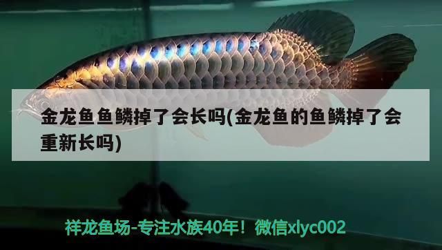 金龍魚(yú)魚(yú)鱗掉了會(huì)長(zhǎng)嗎(金龍魚(yú)的魚(yú)鱗掉了會(huì)重新長(zhǎng)嗎)