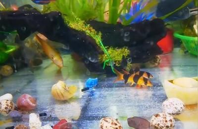 龍魚口服大白片劑量是多少毫升vs祥龍魚場：祥龍魚場龍魚專用藥品介紹