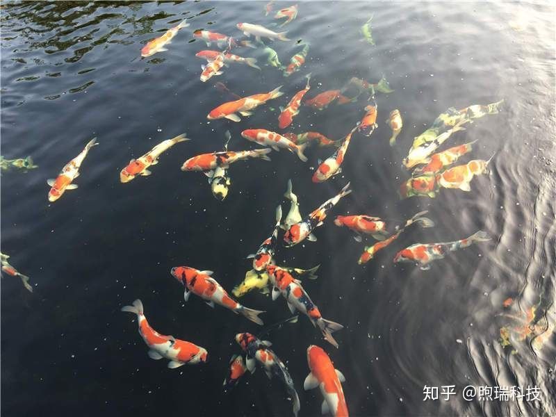 龍魚口服大白片劑量是多少毫升vs祥龍魚場：祥龍魚場龍魚專用藥品介紹