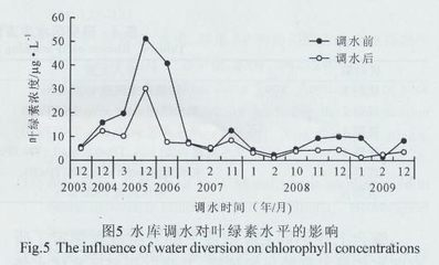 龍魚爛尾治療方法，全面解析與有效對策，龍魚爛尾的全面治療方法與有效對策解析