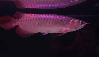 龍魚不想吃，如何判斷龍魚是否生病
