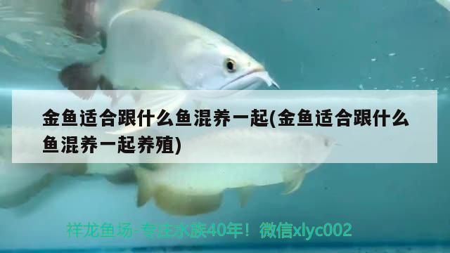 金魚適合跟什么魚混養一起(金魚適合跟什么魚混養一起養殖)
