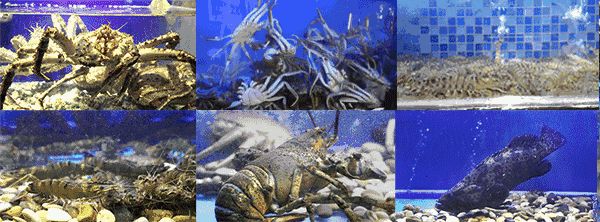 開一個水族館的問題（開一個水族館是一個需要綜合考慮資金、法律合規、市場潛力的商業項目）