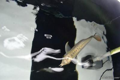 龍魚瘋了一樣撞缸咋回事？深度解析原因與應對措施，龍魚瘋狂撞缸的5大原因及緊急應對方法全解析