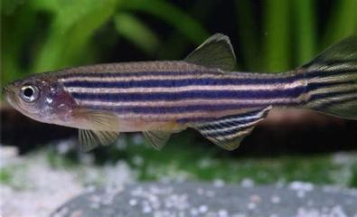 龍魚為什么老是撞缸？原因分析與解決之道，龍魚頻繁撞缸的原因及有效解決方法