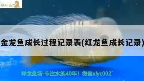 龍魚缸的最佳尺寸長寬高？vs祥龍魚場：龍魚缸的最佳尺寸