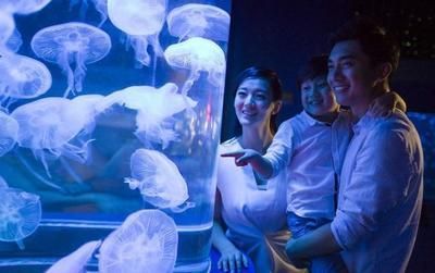 水族館開業廣告詞簡短（探索海洋奧秘，盡在水族館）