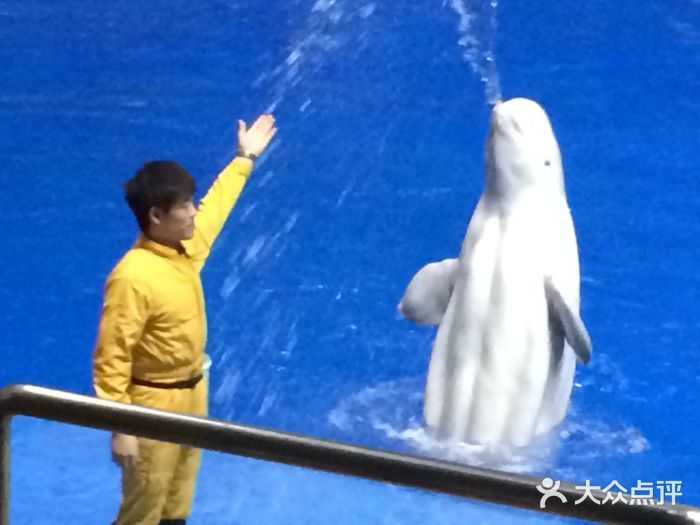 水族館開業廣告詞簡短（探索海洋奧秘，盡在水族館）