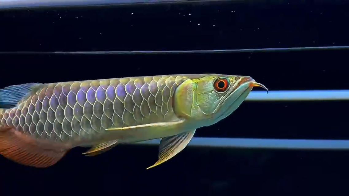 古典過背金龍魚圖片高清：古典過背金龍魚圖片高清詳情