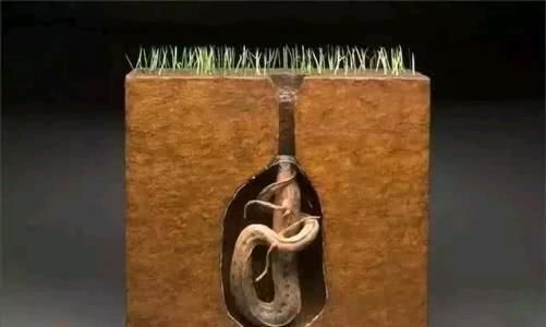 全國主要觀賞魚批發市場盤點，哪里能找到最優質的貨源？全國優質觀賞魚批發市場大盤點，最佳貨源指南