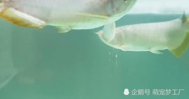 龍魚(yú)不游泳是怎么回事