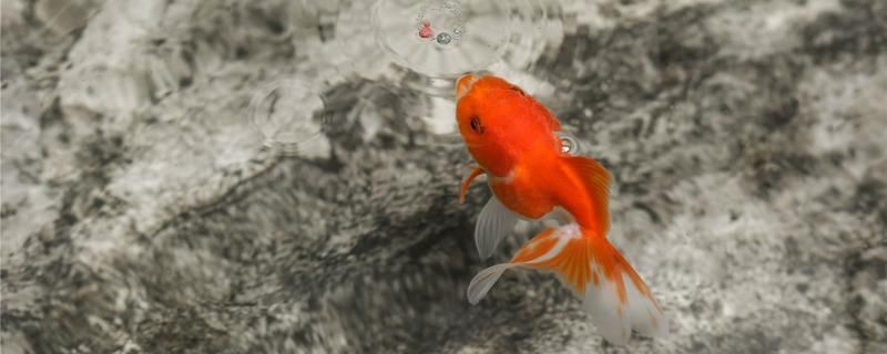 金魚產卵后可以不管嗎產卵后怎么處理