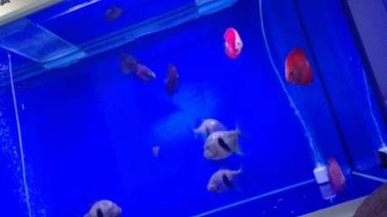公司魚缸養幾條最合適？適合養哪些魚？公司魚缸養魚指南，最佳數量與適宜魚種推薦