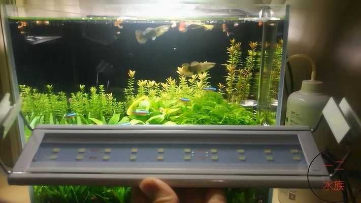 公司魚缸養幾條最合適？適合養哪些魚？公司魚缸養魚指南，最佳數量與適宜魚種推薦
