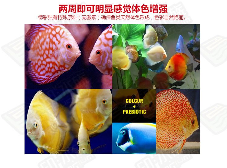 鳳魚圖片，探索這種神秘生物的美麗與傳說，鳳魚之美，揭秘神秘生物的傳說與視覺奇觀