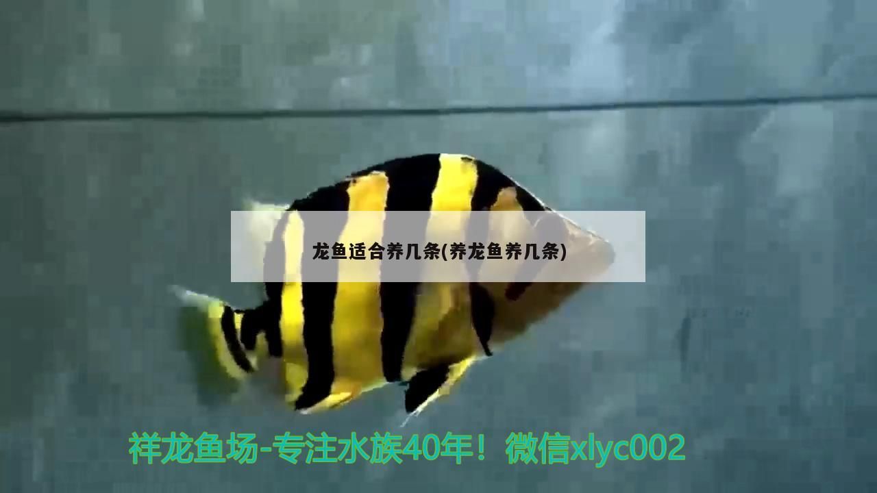 龍魚適合養幾條(養龍魚養幾條)