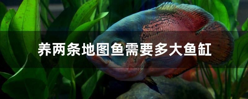 養(yǎng)兩條地圖魚需要多大魚缸