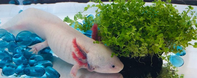 龍魚吃水草嗎_
