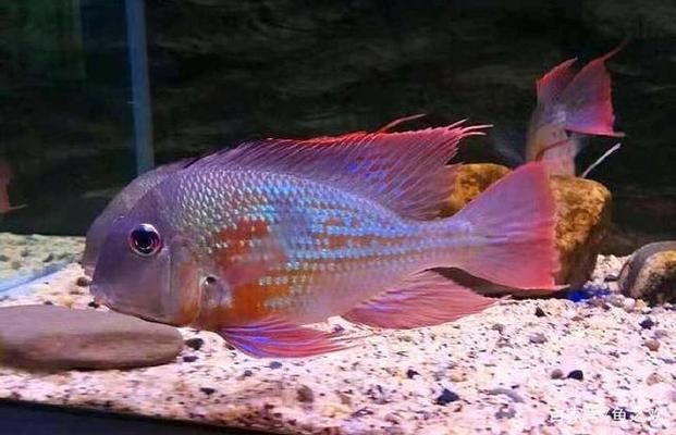 龍魚(yú)打架掉鱗能恢復(fù)嗎?全面解析鱗片損傷與恢復(fù)方法,龍魚(yú)打架掉鱗能恢復(fù)嗎?鱗片損傷修復(fù)全指南 龍魚(yú)常見(jiàn)疾病 第3張 龍魚(yú)打架掉鱗能恢復(fù)嗎?全面解析鱗片損傷與恢復(fù)方法,龍魚(yú)打架掉鱗能恢復(fù)嗎?鱗片損傷修復(fù)全指南 龍魚(yú)打架掉鱗能恢復(fù)嗎?全面解析鱗片損傷與恢復(fù)方法,龍魚(yú)打架掉鱗能恢復(fù)嗎?鱗片損傷修復(fù)全指南 龍魚(yú)常見(jiàn)疾病 第3張