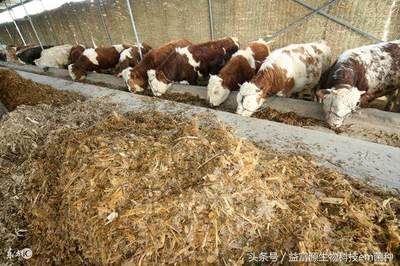 龍魚立鱗病快速治療方法，全面指南，龍魚立鱗病快速治療，全面指南與有效方法